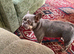 Loving female French Bulldog 18 months old