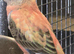 Beautiful Rosa Bourke’s Parakeet Pair – Healthy Birds