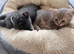 Pedigree Gccf British shorthair