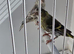 BEAUTIFUL PAIR SISKIN MUTATION COLOUR