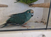 Pair kakarikis