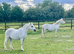 Welsh Section A registered ponies