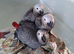 Baby African grey parrots