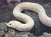 Western hognose babies CB26 from &pound;160