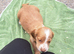 Puppies