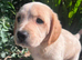 F1 Cavador Puppies