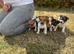 Beautiful Jack Russell pups