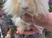 Female baby guinea pigs