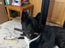 Akita