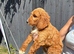 Beautiful cockapoo boy