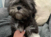 Adorable Lhasa Apso Boy pups ready now