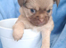 Long Coat Chihuahua puppies