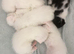 Four white male kittens are ready for their new home.