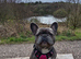 French bull dog age 2 girl