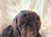 Chocolate and merle cockapoos