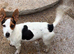 Beautiful Toy Jackapoo Puppies