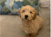 Cavapoo curly wurly puppies 5 * Council reg’d
