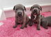 Staffordshire bull terrier