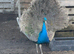 Peacocks