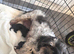 One handosme boy shih tzu