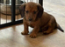 Miniature dachshunds ready now