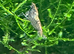 Neocardina shrimps