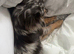 Black Merle chihuahua available