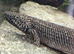 Armoured bichir