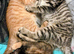 4 beautiful kittens