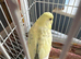 Female budgie for sale 2yrs