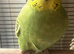 Lovely baby budgie