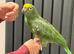 Tame yellow -crown Amazon