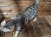 Silver Rosette bengal