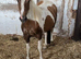 New forest cross cob 3 year old filly