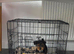 Yorkie puppy for sale