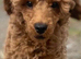 F1 Show Line Cockapoo Puppies ️READY NOW️