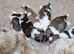 Pure bred shih tzu puppies here in Cardiff