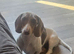 Miniature piebald dachshund Kc registered female