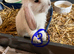 Mini lops pure bred mixed sex