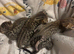Stunning brown spot kittens