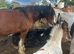 Lovely colt foal to make 14hh plus
