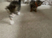 Tabby littens