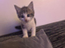 Maincoon cross British blue kittens