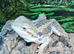 Baby Bearded Dragon