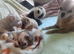 Chihuahua puppies 3 girls 800