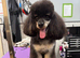 Ozzie available for stud