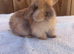 Exceptional mini lops