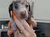 Dashhound puppies