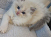 European Ragdolls