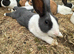 Beautiful Baby Dutch Boy Bunny 10 Weeks old